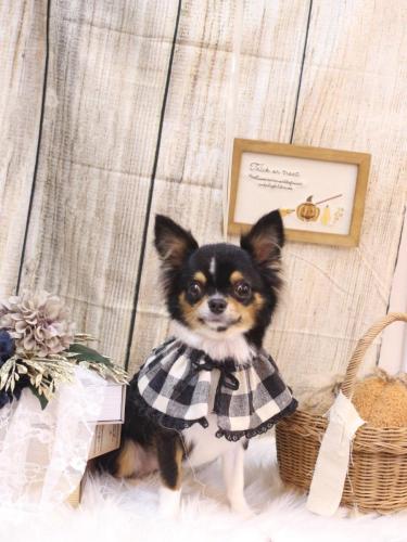 20241029天ちゃん